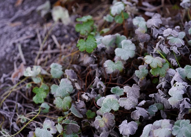 Опять минус! В ночь на субботу в Латвии ожидаются заморозки