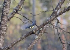 LVM aicina svinēt ANO Starptautisko Meža dienu 