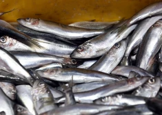 Zivju nozveja pērn Latvijā samazinājusies par 5,2%