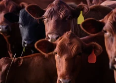 Svaigpiena iepirkuma cena janvārī Latvijā samazinājusies par 5%