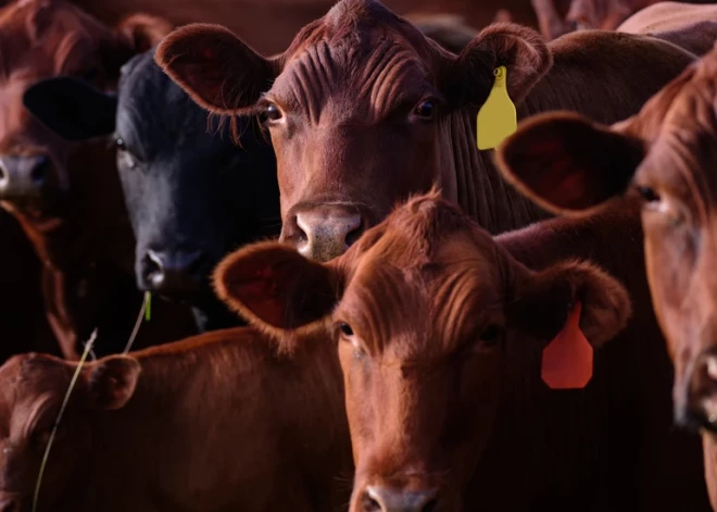 Svaigpiena iepirkuma cena janvārī Latvijā samazinājusies par 5%