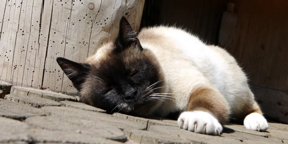 Gaujas nacionālā parka Līgatnes dabas takas.