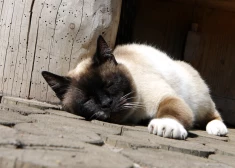 Aicina uz pavasara ķepu rotaļām Līgatnes dabas takās