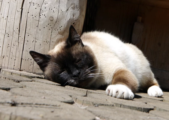 Aicina uz pavasara ķepu rotaļām Līgatnes dabas takās