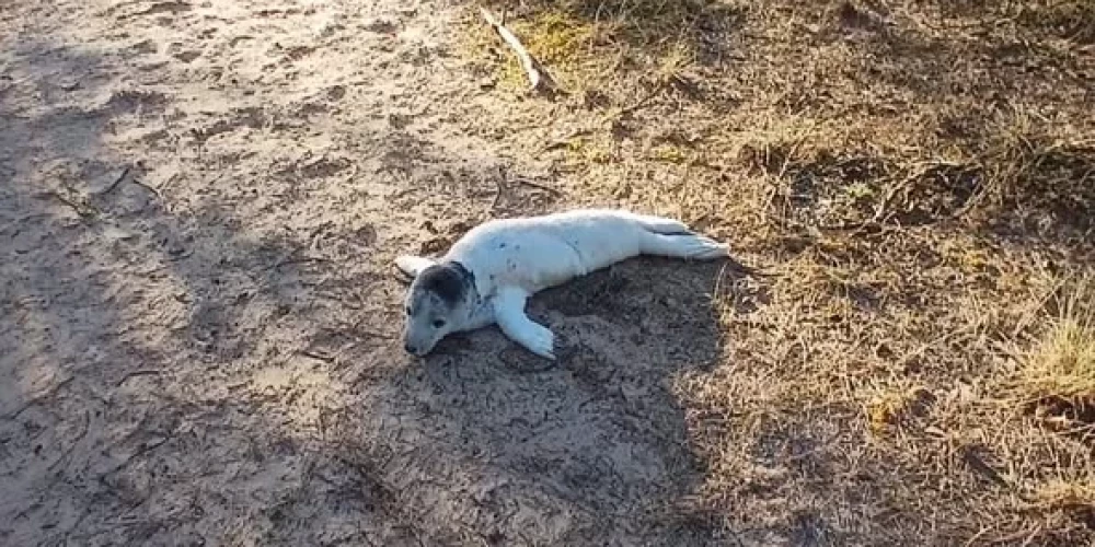 Заблудившийся тюлененок в Вентспилсском крае.