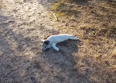 Заблудившийся тюлененок в Вентспилсском крае.