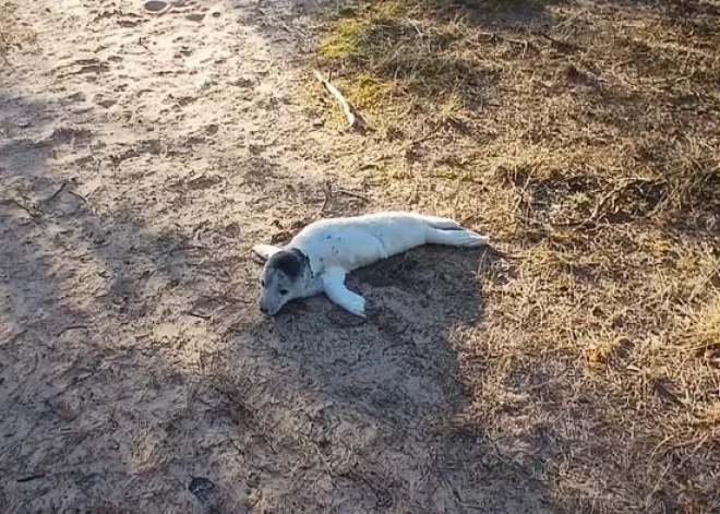 Маленький путешественник: в Вентспилсском крае спасли заблудившегося тюлененка