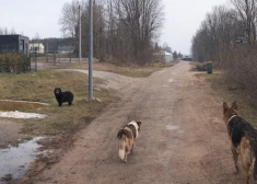 Пес ушел в "самоволку" - хозяин заплатит штраф: новые предупреждения полиции