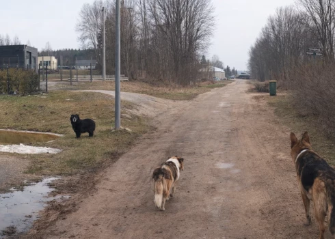 Весной  многие собаки жителей Адажи начинают свободно гулять по округе.