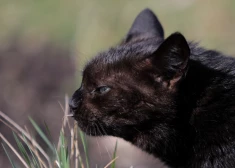 Ночь в Латвии будет холодной, но днем воздух прогреется до +13 градусов