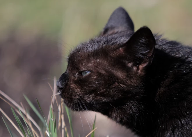 Ночь в Латвии будет холодной, но днем воздух прогреется до +13 градусов