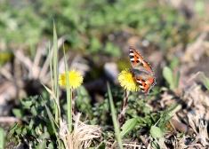 Середина недели принесет Латвии дождь и ветер, а выходные - уже до +15 градусов