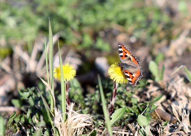 Середина недели принесет Латвии дождь и ветер, а выходные - уже до +15 градусов
