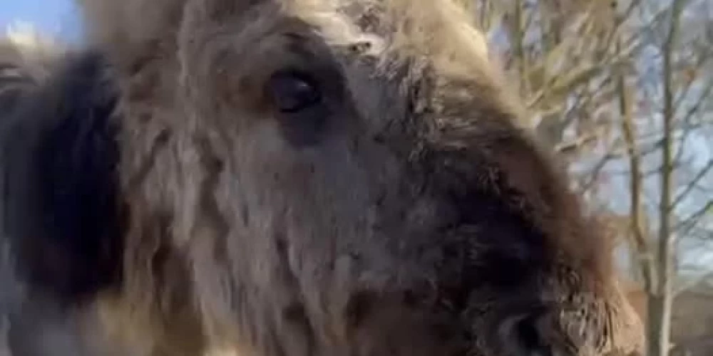 Savvaļas kumeliņam pēc svešu cilvēku atstātiem našķiem radušās veselības problēmas.