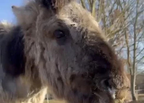 Savvaļas kumeliņam pēc svešu cilvēku atstātiem našķiem radušās veselības problēmas.