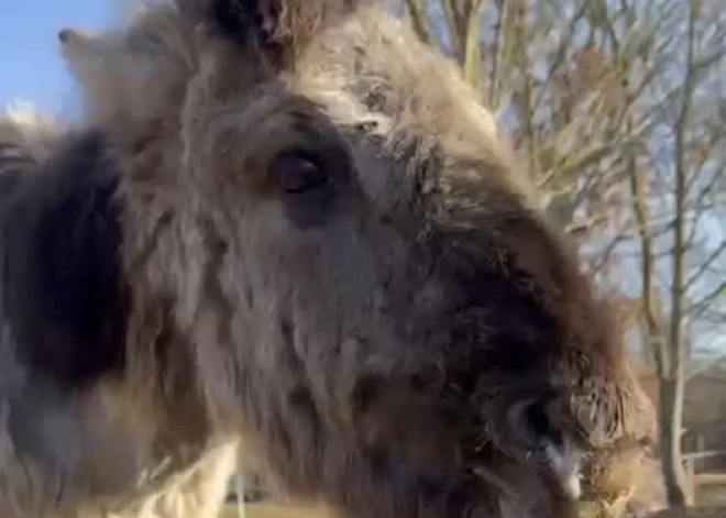Labu gribot, var nodarīt pāri: kumeliņš, iespējams, aizrijies ar apmeklētāju atstātajiem našķiem