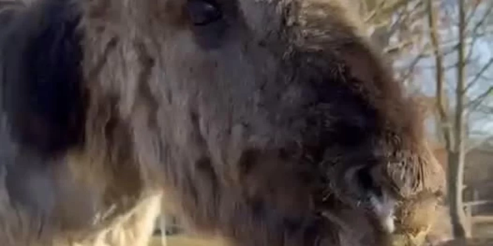 У жеребенка возникли проблемы со здоровьем после того, как он съел лакомства, оставленные незнакомыми людьми.