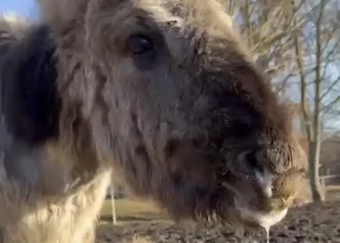 У жеребенка возникли проблемы со здоровьем после того, как он съел лакомства, оставленные незнакомыми людьми.