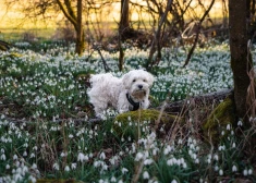 Šonedēļ jāatceras, ka gudrākais piekāpjas - horoskops visām zodiaka zīmēm no 23.03. līdz 29.03.