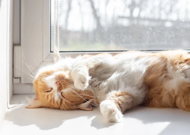 Pavasaris klāt! Pēcpusdienā gaiss iesils līdz +14 grādiem