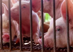 PVD: Āfrikas cūku mēris pagājušajā nedēļā Latvijā konstatēts 22 mežacūkām