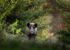 PVD: Āfrikas cūku mēris pagājušajā nedēļā Latvijā konstatēts 22 mežacūkām