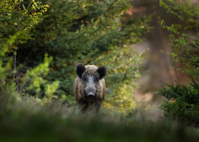 PVD: Āfrikas cūku mēris pagājušajā nedēļā Latvijā konstatēts 22 mežacūkām