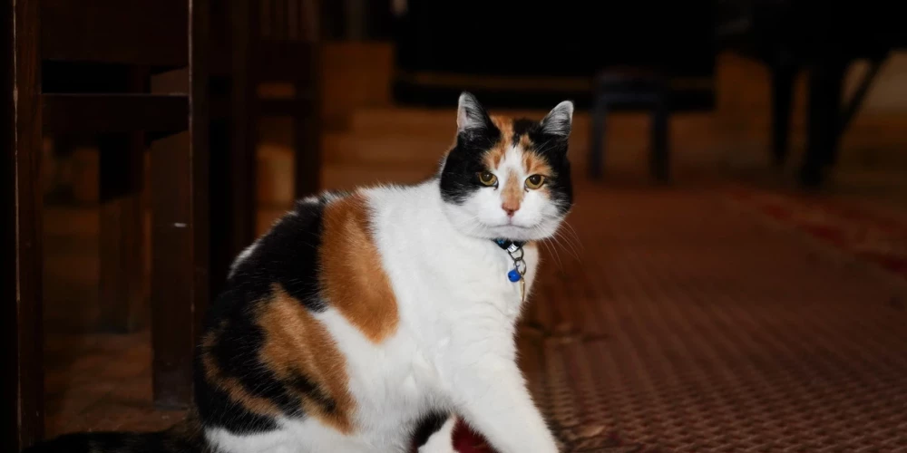 Grācija prot draudzēties ar visiem un atvieglo darbu arī Jauns.lv fotogrāfam Gatim, profesionāli iepozējot.