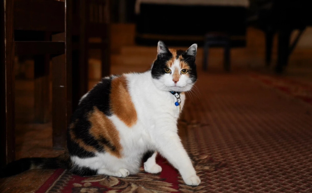 VIDEO; FOTO: pa nakti klubos, pa dienu – guļ baznīcā: iepazīsties ar Anglikāņu dievnama kaķeni Grāciju, kurai visdrīzāk ir vairāk draugu nekā tev