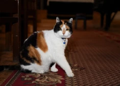 VIDEO; FOTO: pa nakti klubos, pa dienu – guļ baznīcā: iepazīsties ar Anglikāņu dievnama kaķeni Grāciju, kurai visdrīzāk ir vairāk draugu nekā tev