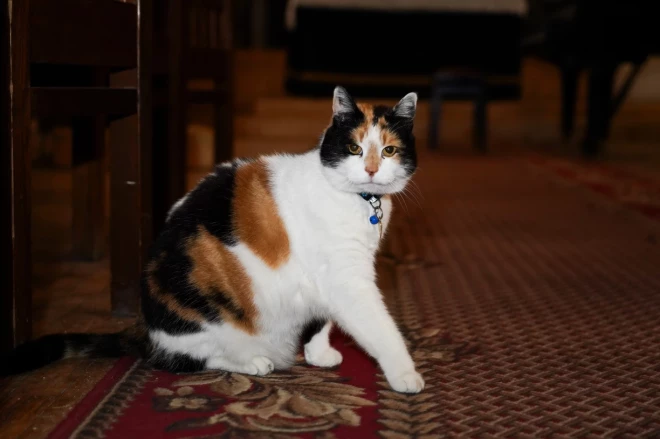 Grācija prot draudzēties ar visiem un atvieglo darbu arī Jauns.lv fotogrāfam Gatim, profesionāli iepozējot.