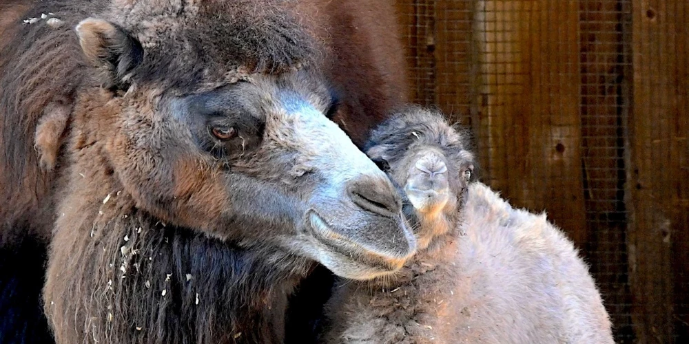 Rīgas Zoo pasaulē nācis kamielēns.