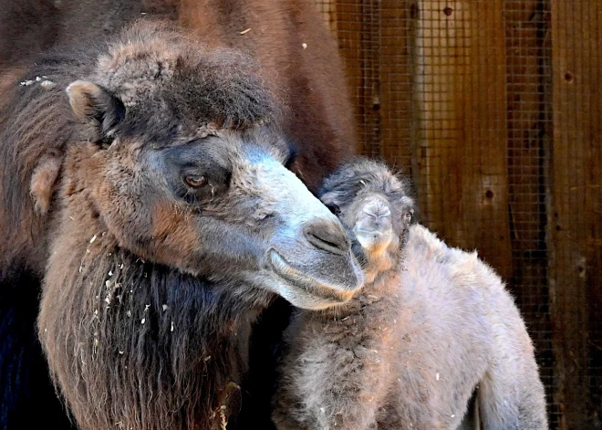 Rīgas Zoo pasaulē nācis kamielēns.