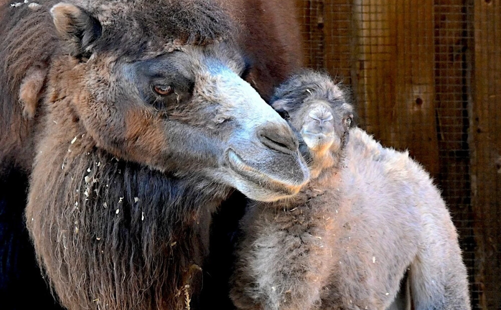 Rīgas Zoo pasaulē nācis kamielēns. FOTO