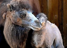 Rīgas Zoo pasaulē nācis kamielēns. FOTO