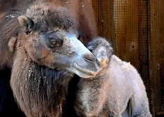 В Рижском зоопарке родился детеныш двугорбого верблюда: имя малыша скоро раскроют