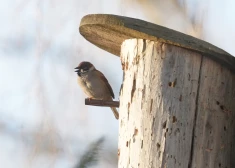 Marta vidus bijis piecus grādus siltāks nekā ierasts