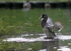Во вторник местами пройдут небольшие дожди
