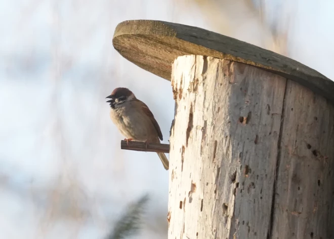 Март в Латвии побил 124 температурных рекорда