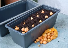 Dārza darbi - pavisam drīz. Kuri sīksīpoliņi der stādīšanai?