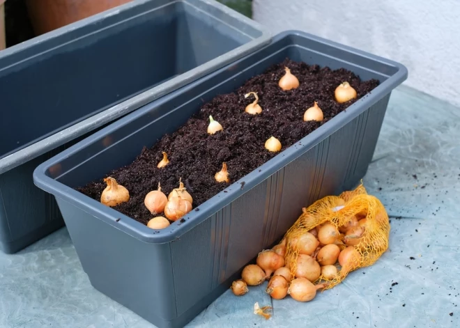 Dārza darbi - pavisam drīz. Kuri sīksīpoliņi der stādīšanai?