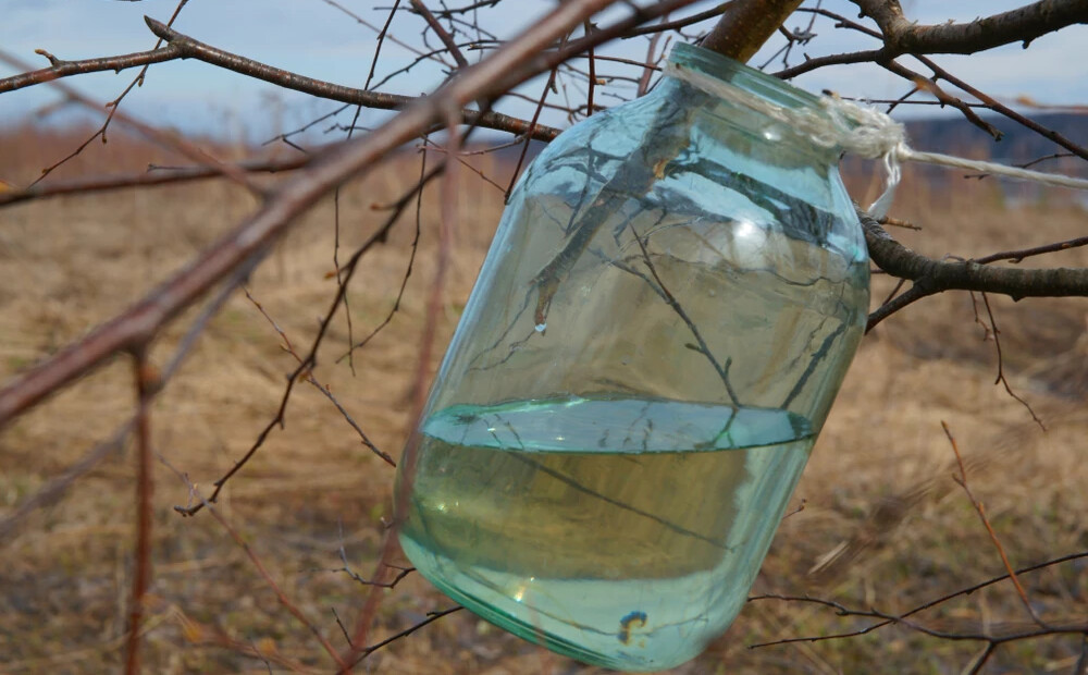 14 receptes bērzu un kļavu sulu lietošanai un uzglabāšanai