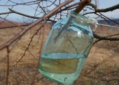 14 receptes bērzu un kļavu sulu lietošanai un uzglabāšanai