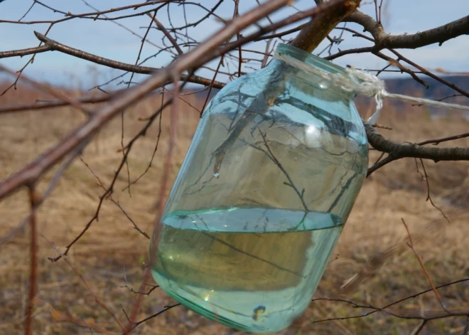 14 receptes bērzu un kļavu sulu lietošanai un uzglabāšanai