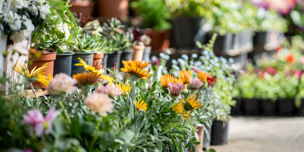 Rojā gaidāms pavasara tirdziņš.