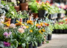 Rojā pirmo reizi notiks pavasara stādu tirdziņš