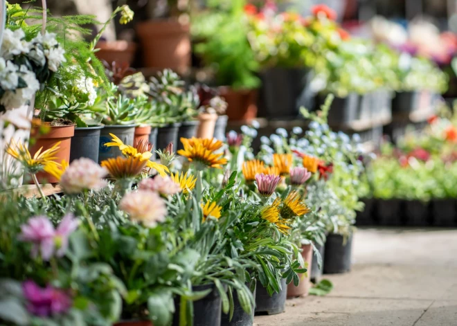 Rojā pirmo reizi notiks pavasara stādu tirdziņš