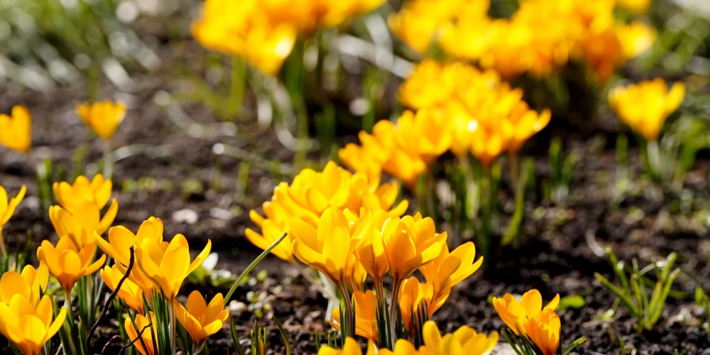 Trešdien gaiss iesils līdz + 16 grādiem.