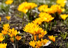 Trešdien pastiprināsies vējš, gaisa temperatūra sasniegs +16 grādus