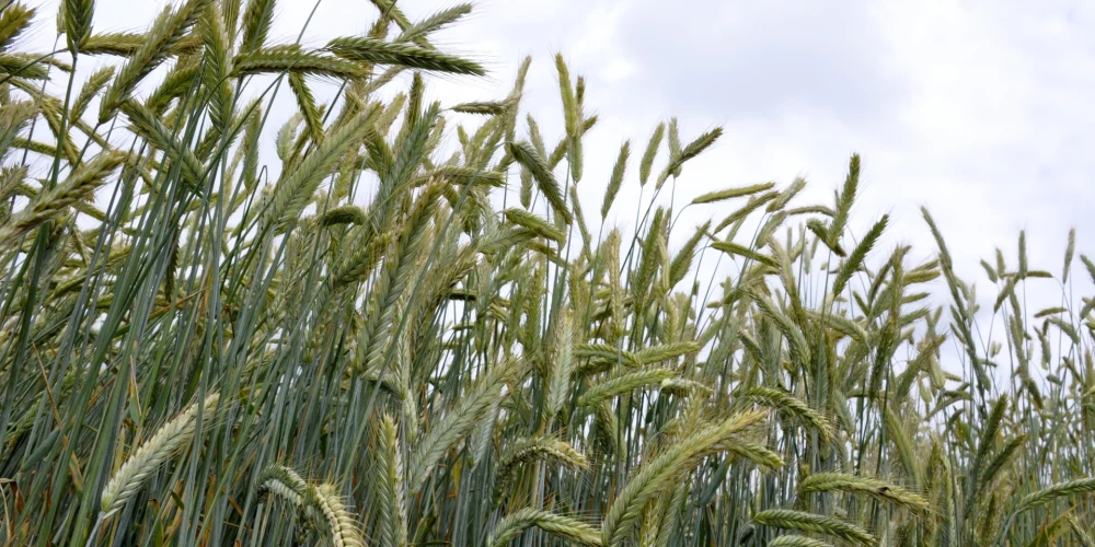 Lielākā daļa sējumu pārziemojuši veiksmīgi.